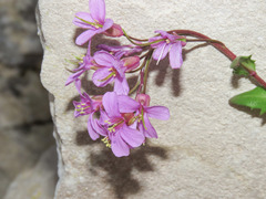 Arabis rosea