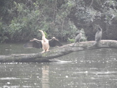 Anhinga novaehollandiae