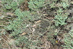 Tecticornia arbuscula