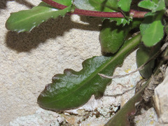 Arabis rosea