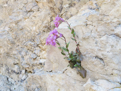 Arabis rosea