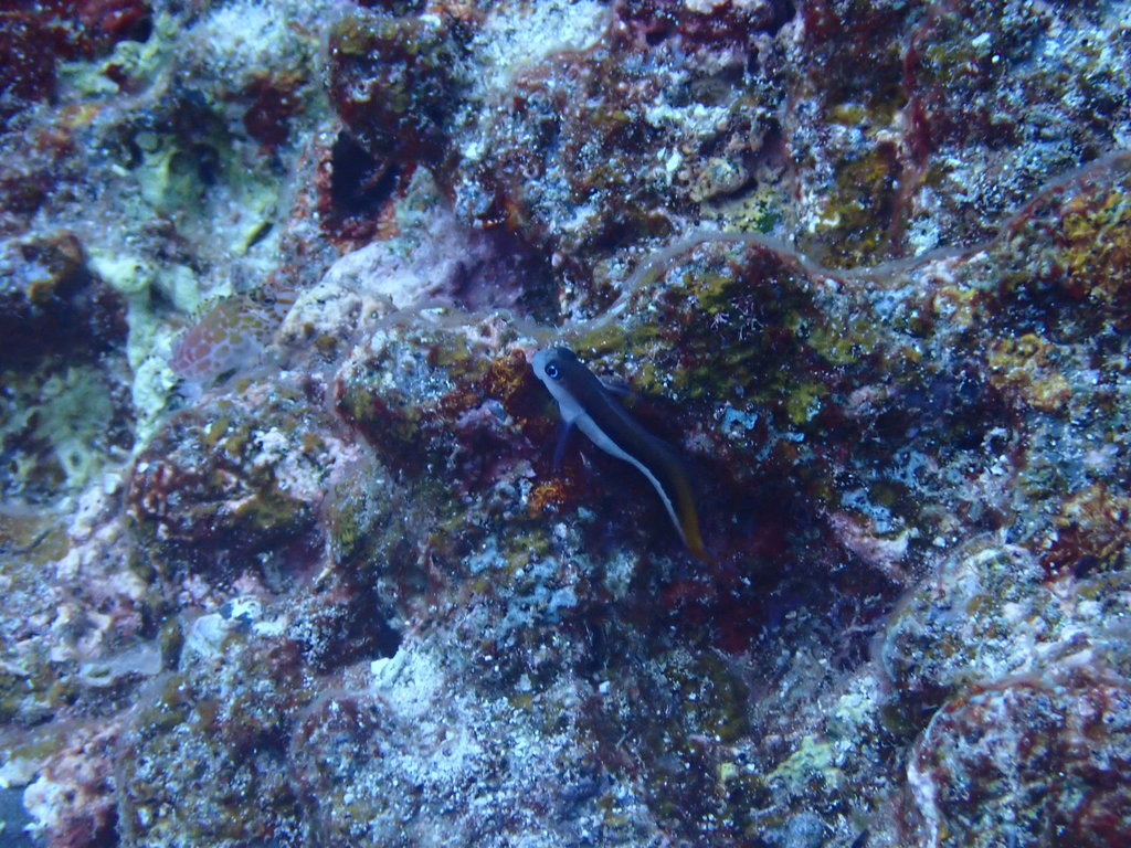 Bicolor Blenny