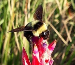 Bombus brasiliensis
