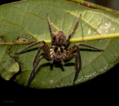 Heteropoda distincta