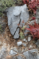 Crassula anso-lerouxiae
