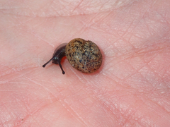 Helminthoglypta berryi