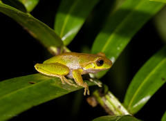 Ranoidea pearsoniana