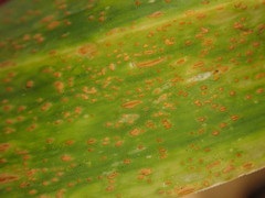 Puccinia allii