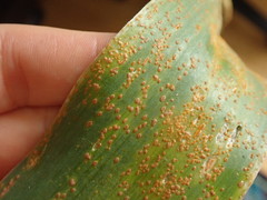 Puccinia allii