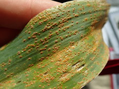 Puccinia allii