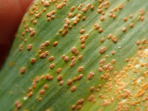 Representative image of Puccinia allii