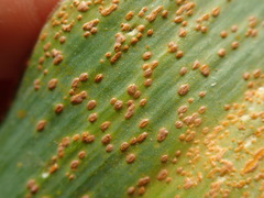 Puccinia allii