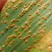 Puccinia allii - Photo (c) Melissa Hutchison, some rights reserved (CC BY-NC-ND), uploaded by Melissa Hutchison