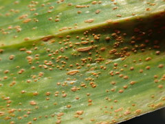 Puccinia allii