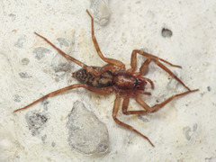 Liocranum