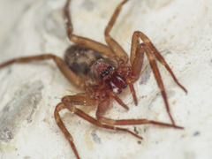 Liocranum