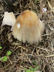 Coprinellus truncorum
