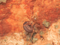 Nesticidae
