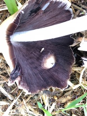 Coprinellus truncorum