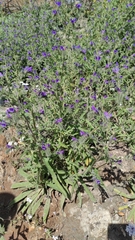 Echium creticum granatense