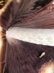 Coprinellus truncorum