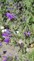 Echium creticum granatense