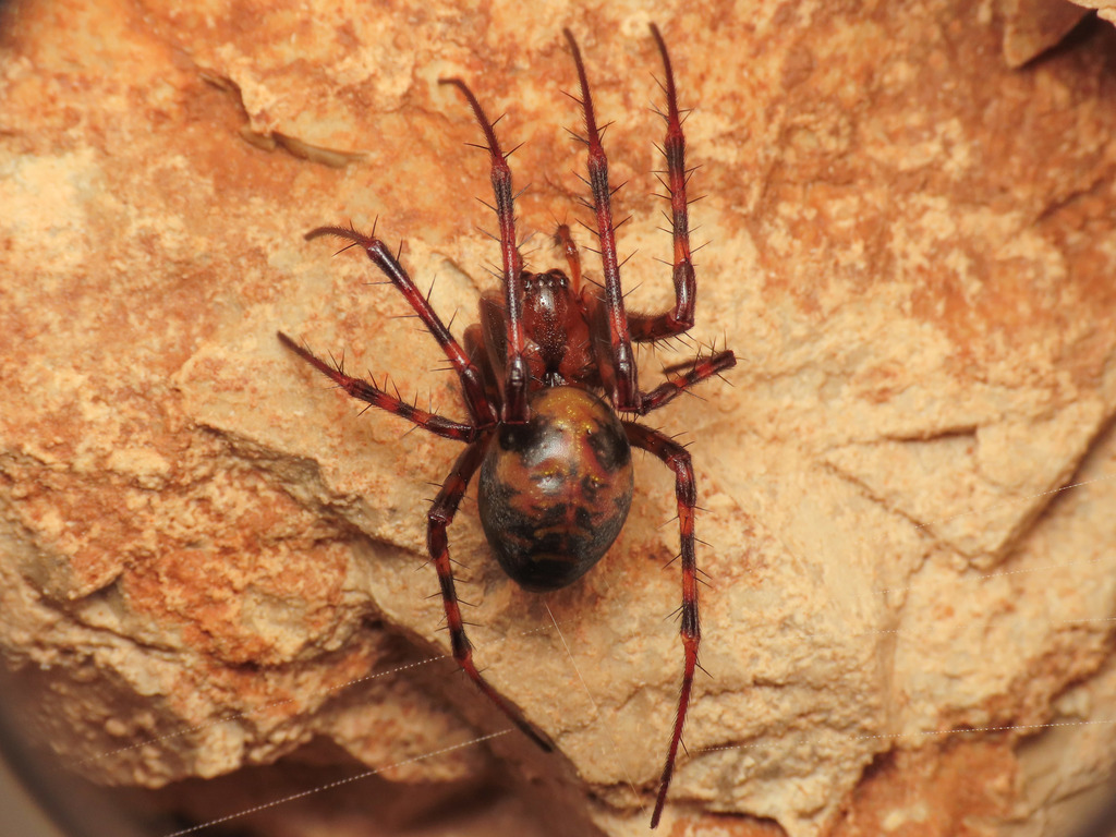 European Cave Spider From Province Of Teramo Italy On April 23 2022   Large 