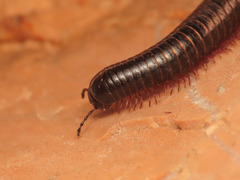 Pachyiulus oenologus