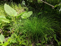 Carex bromoides bromoides