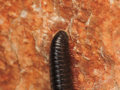 Pachyiulus oenologus