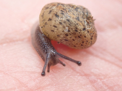 Helminthoglypta berryi