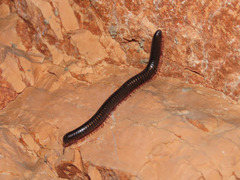 Pachyiulus oenologus