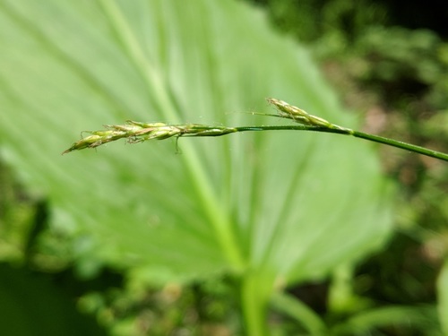 Carex bromoides ssp. bromoides