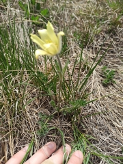 Pulsatilla albana