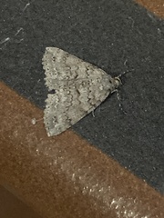 Ascotis fortunata