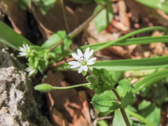 Stellaria neglecta