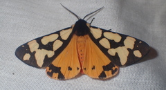 Arctia angelica