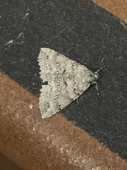 Ascotis fortunata