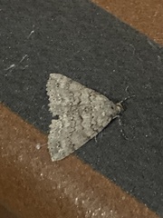 Ascotis fortunata