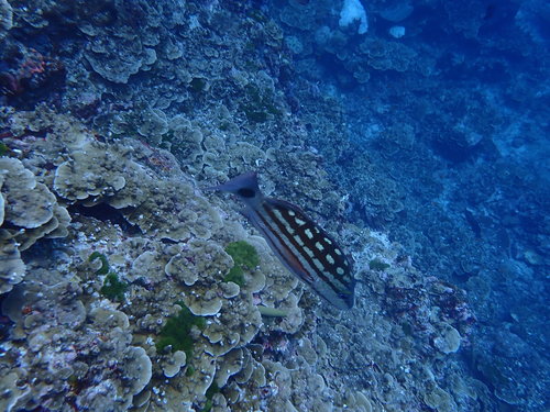 Checkered Snapper (Lutjanus decussatus)