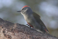 Chloropicus spodocephalus