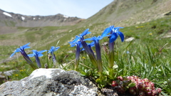 Gentiana brachyphylla