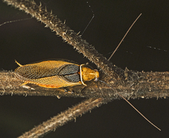 Ellipsidion bicolor