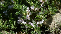 Astragalus sempervirens