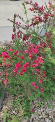 Cytisus scoparius andreanus
