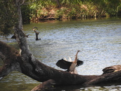 Anhinga novaehollandiae