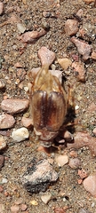 Chasmatopterus