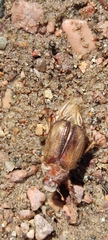 Chasmatopterus