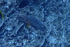 Cephalopholis