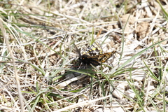 Eurranthis plummistaria